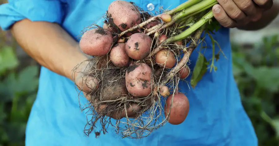 14 Best Companion Plants to Help Your Potatoes Grow