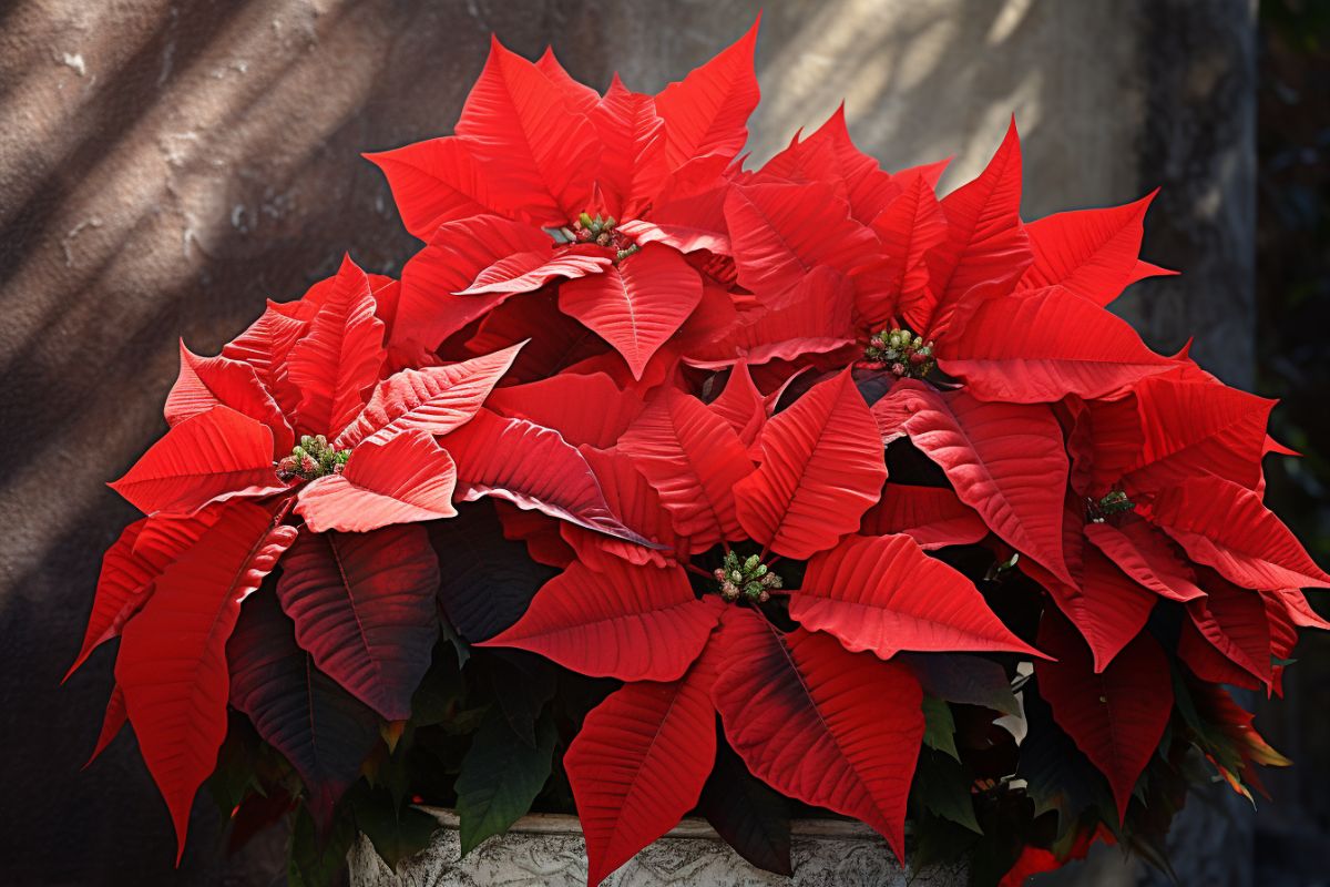 How to Grow and Care for Poinsettias