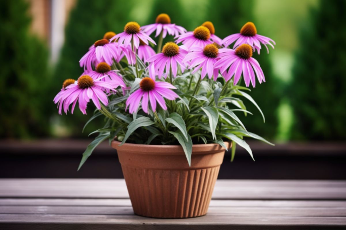 How to Grow and Care for Coneflowers Like an Expert