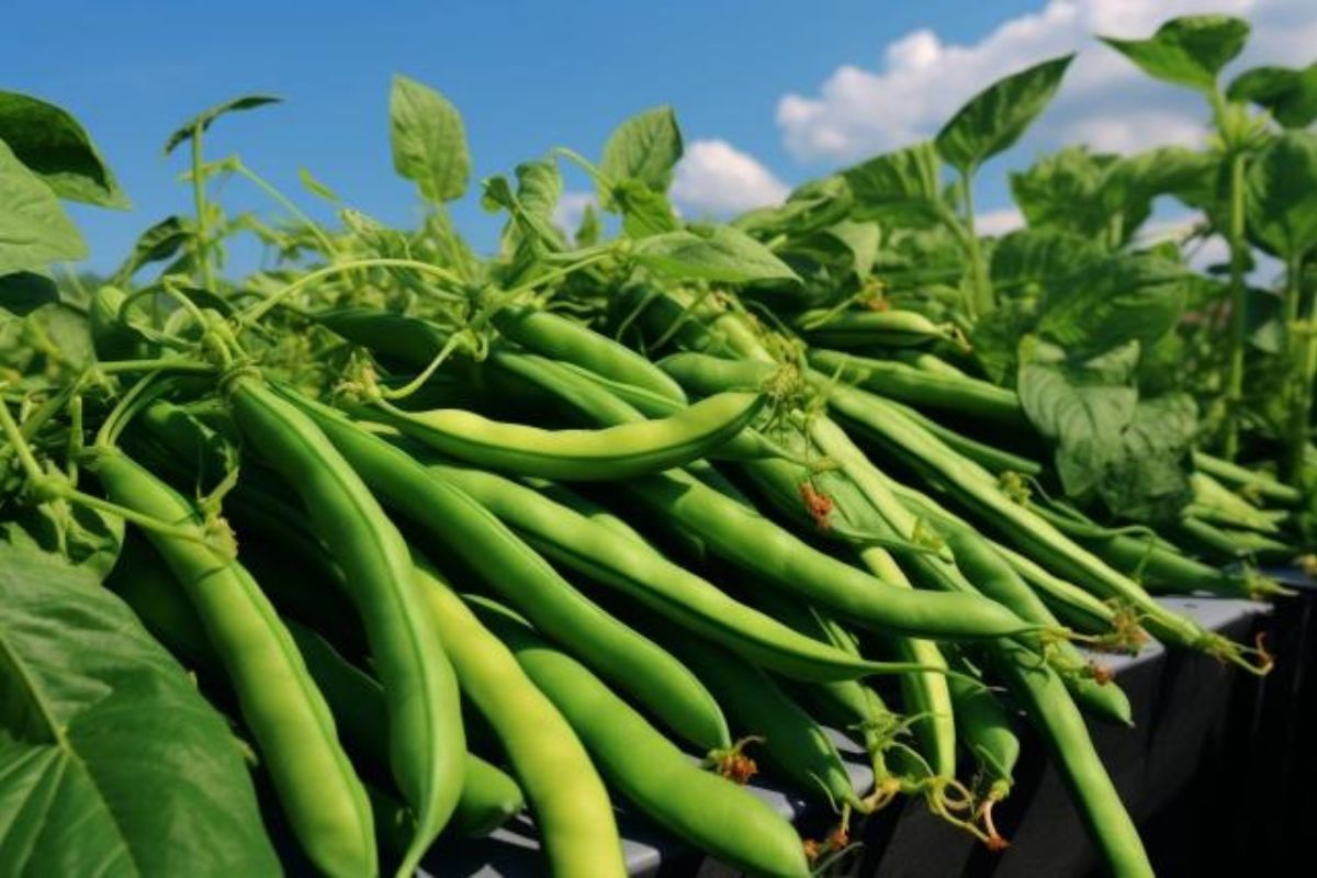 How to Grow and Care for Green Beans (A Beginner’s Guide)