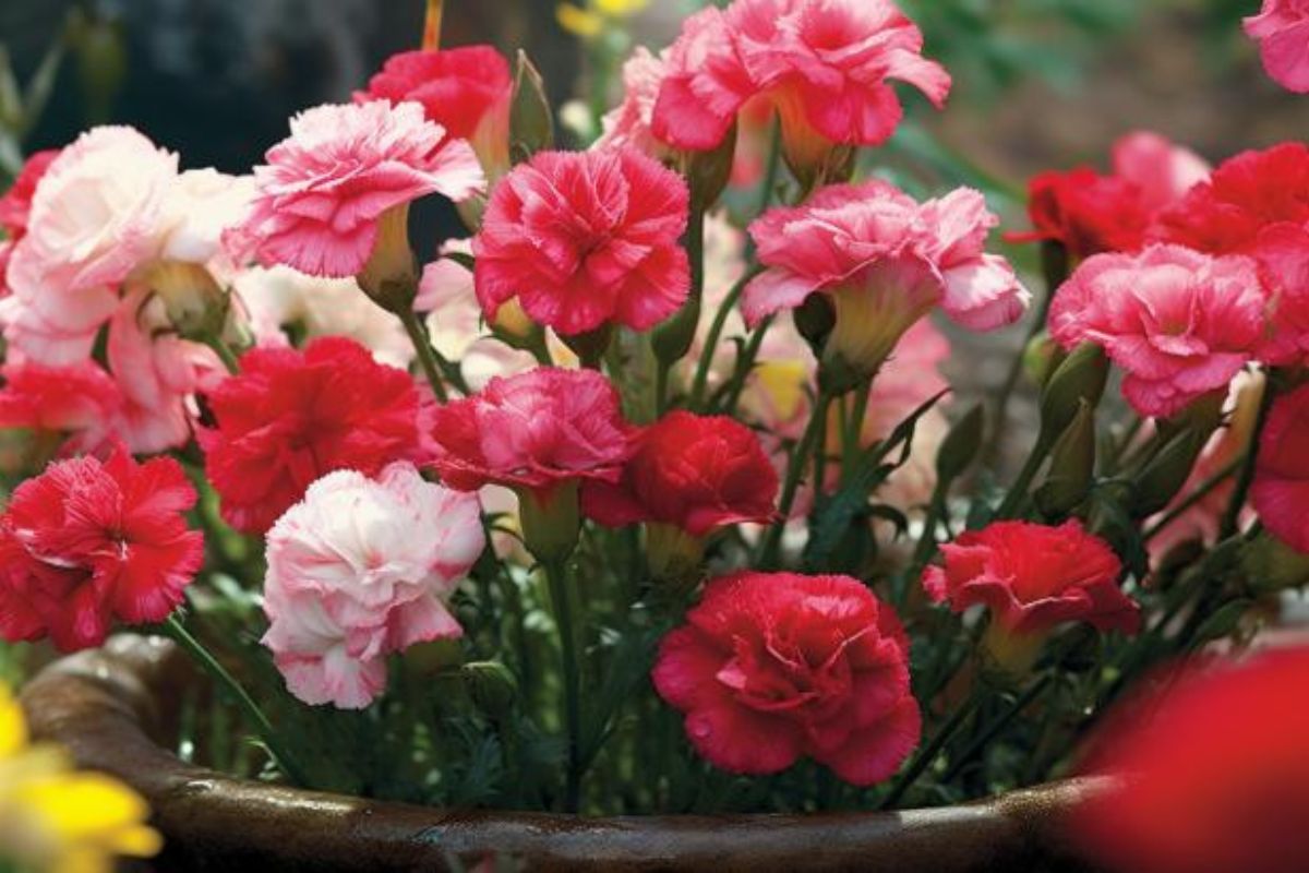 How to Grow Carnations in Pots Like an Expert