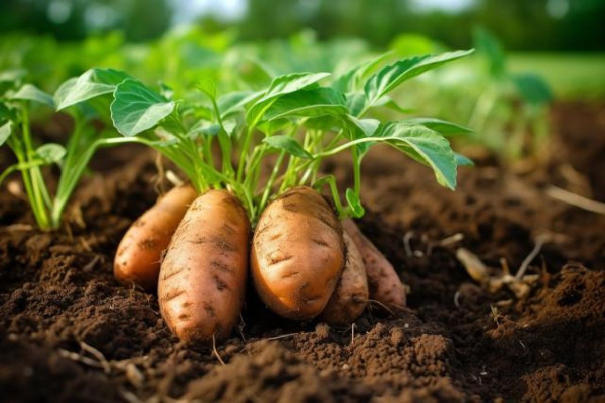 How to Grow and Care for Sweet Potatoes (The Easy Way)