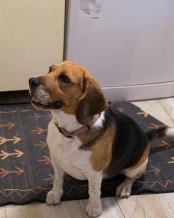 Beagle