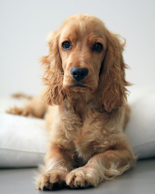 Cocker Spaniel