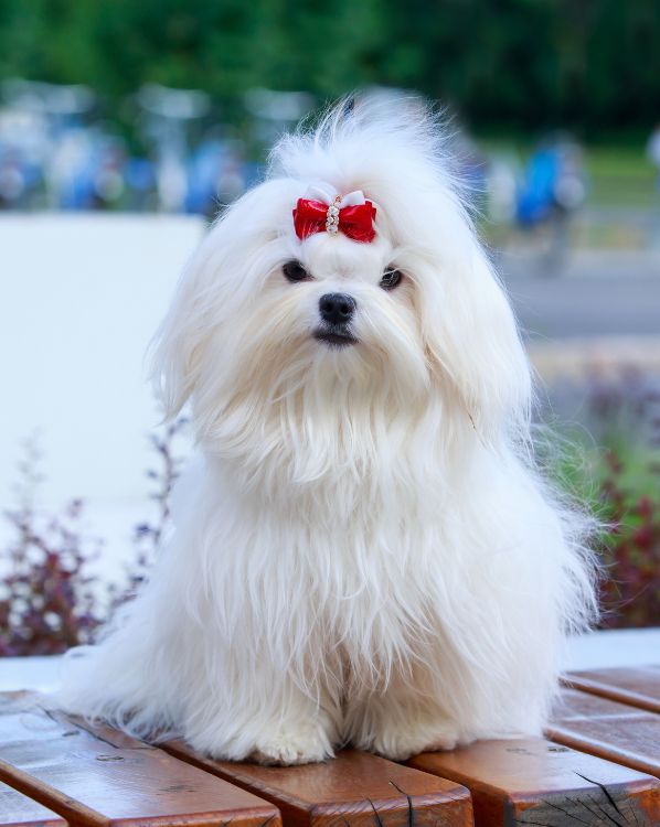 Maltese