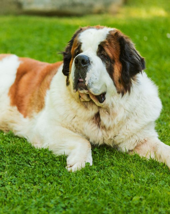 Saint Bernard