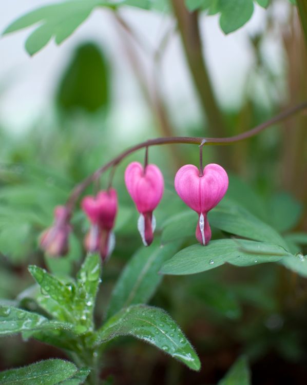 Bleeding Heart