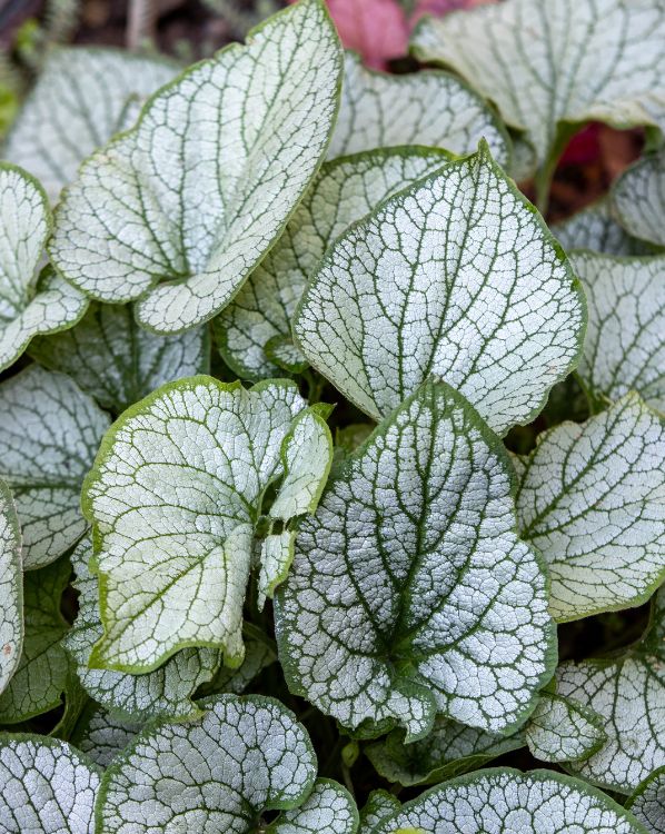Brunnera