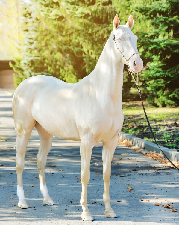 Akhal-Teke