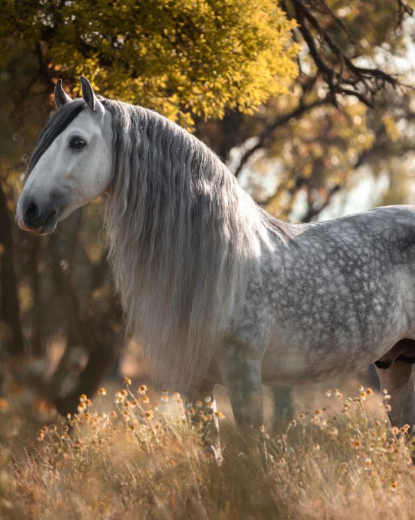 Andalusian Horse