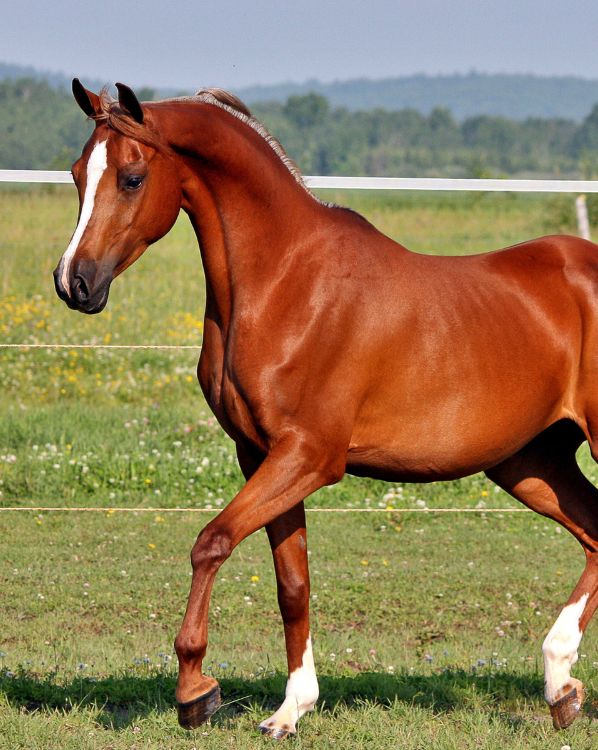 Arabian Horse
