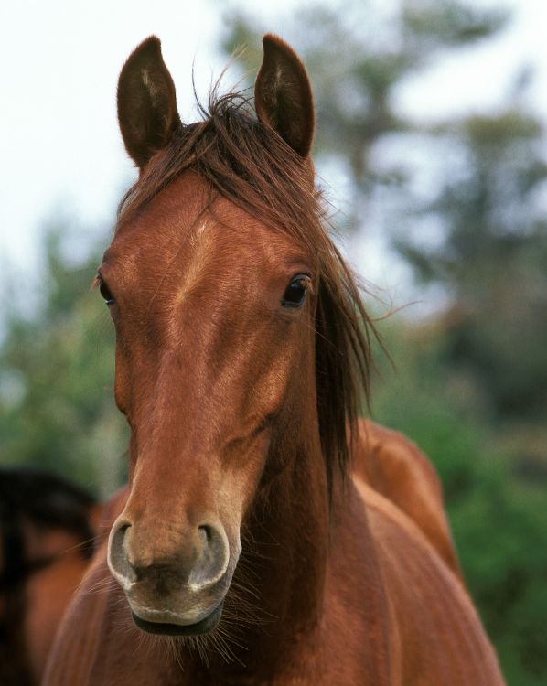Barb Horse