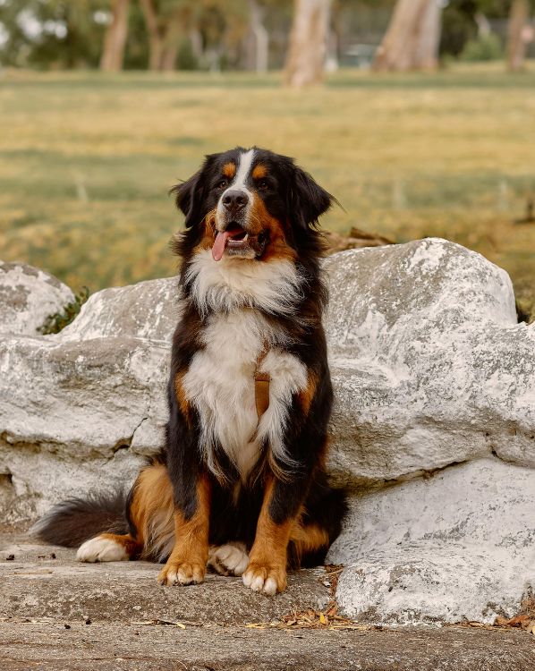 Bernese Mountain Dog