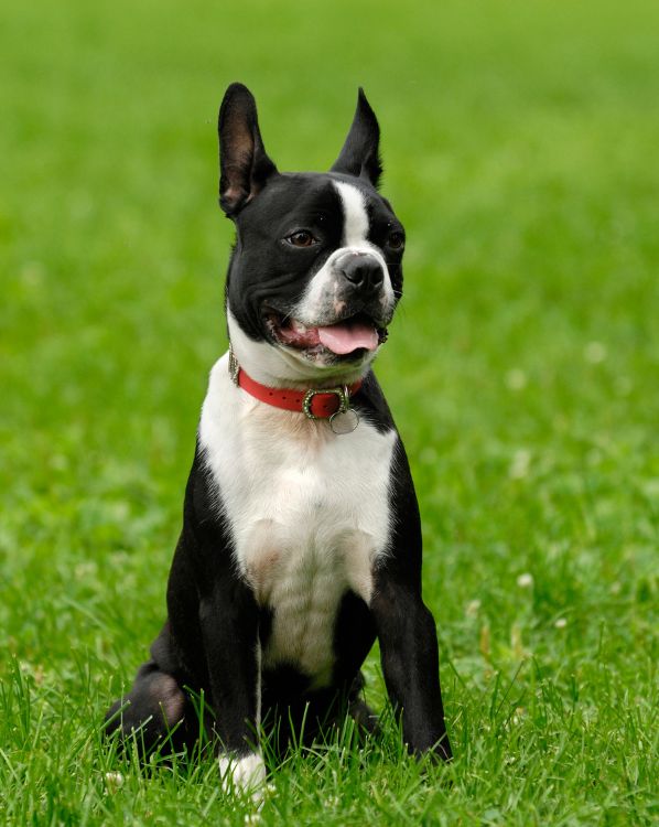 Boston Terrier