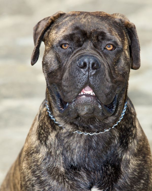 Bullmastiff