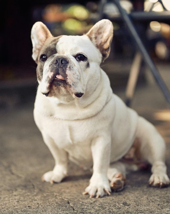 French Bulldog