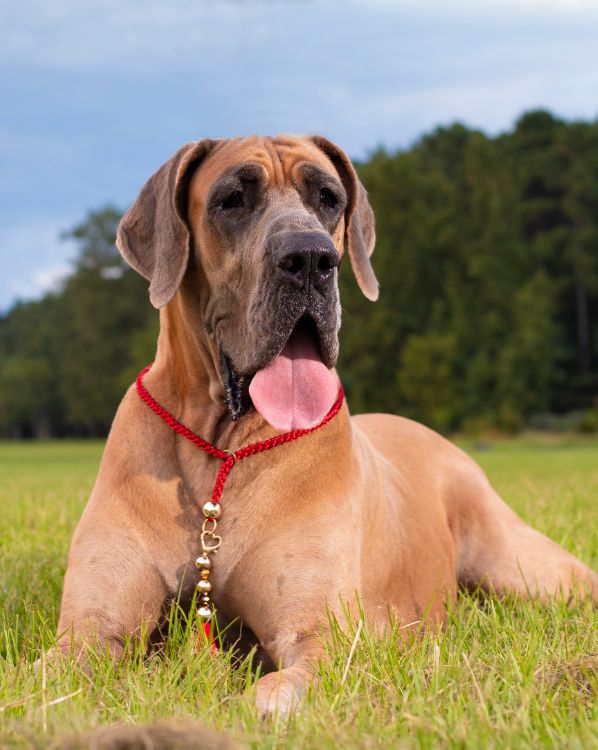 Great Dane
