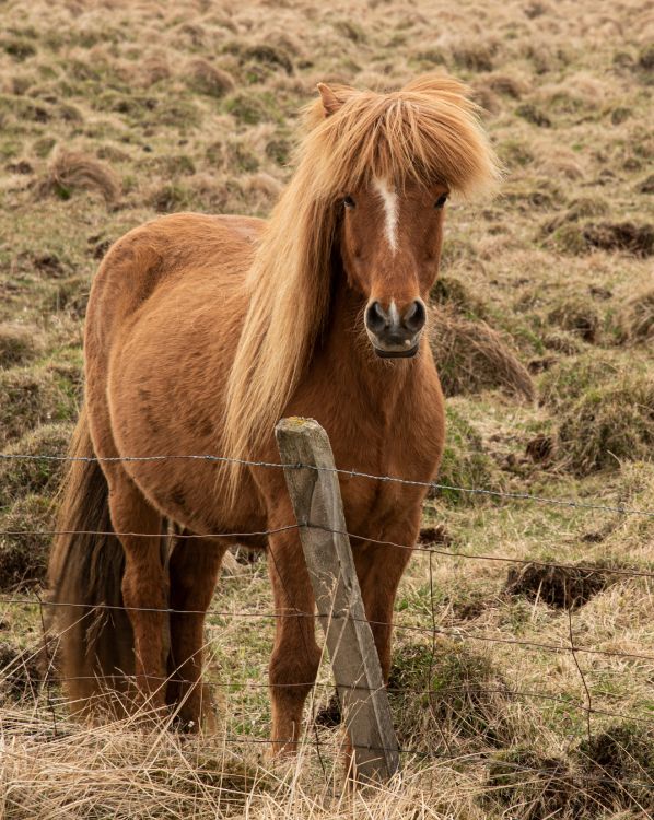 Icelandic Horse