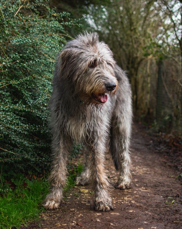 Irish Wolfhound