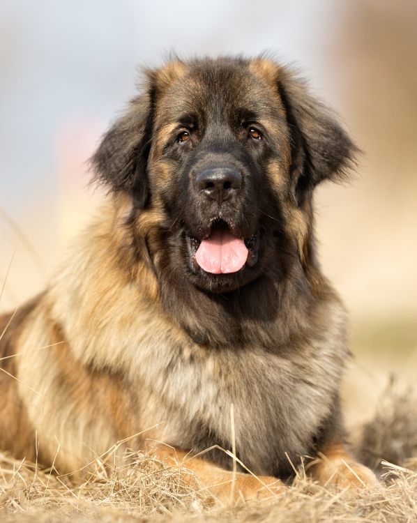 Leonberger