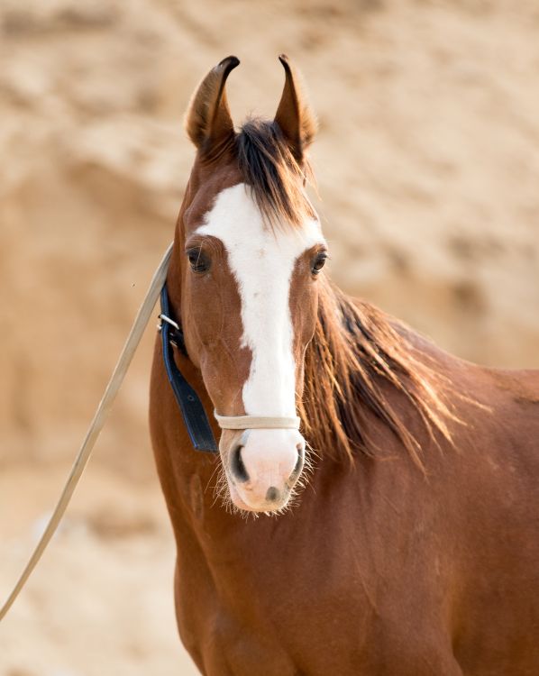 Marwari Horse