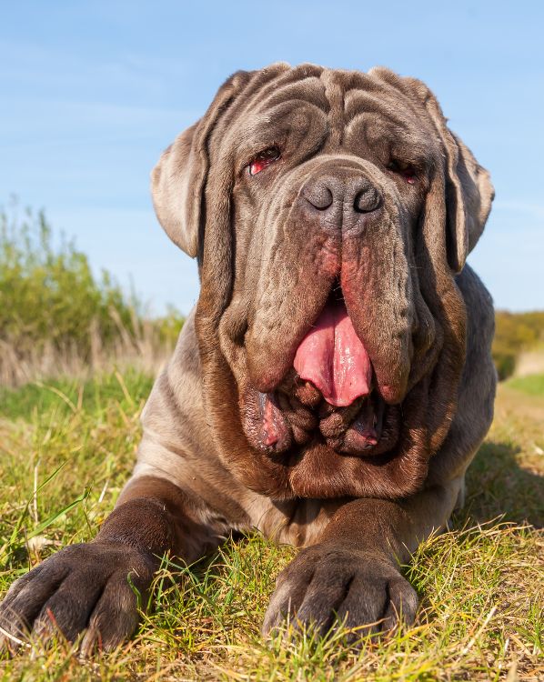 Neapolitan Mastiff