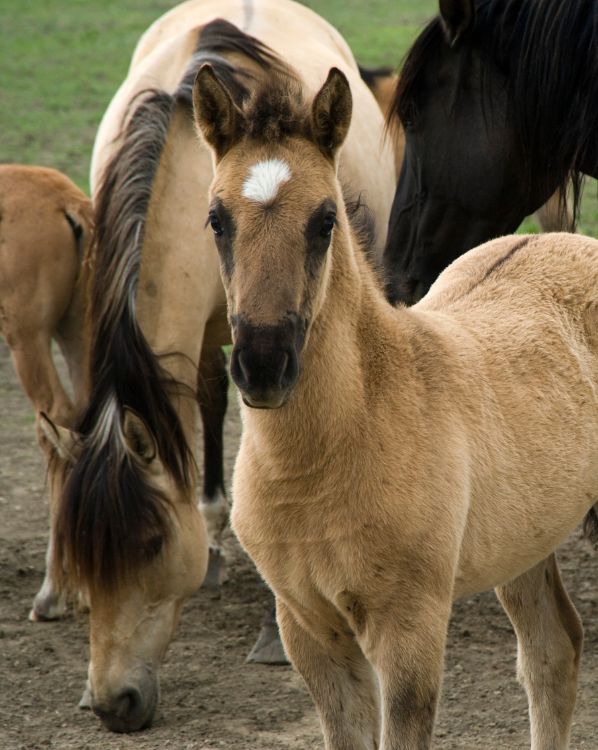 Sorraia Horse
