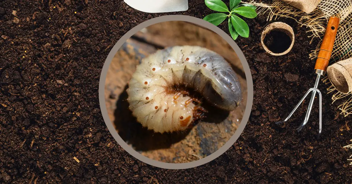 12 Plants That Will Keep Grubs Away From Your Garden