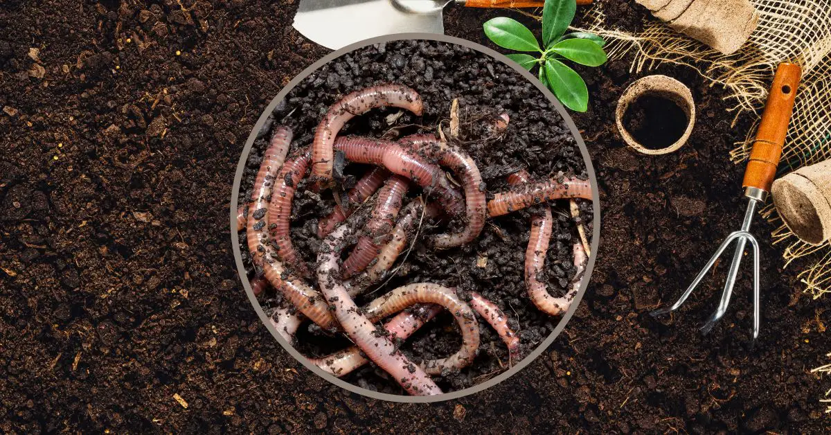 7 Types of Worms in Potted Plants (Good and Bad)