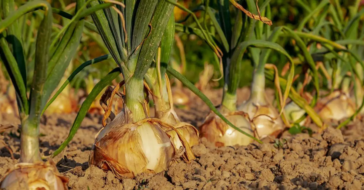 11 Bad Companion Plants for Onions You Should Avoid