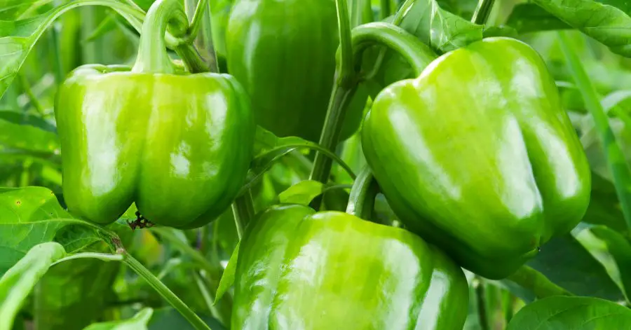 13 Plants That Could Be Damaging Your Peppers