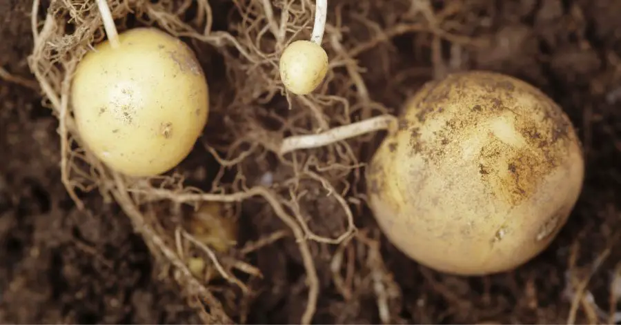 13 Plants to Never Grow With Potatoes