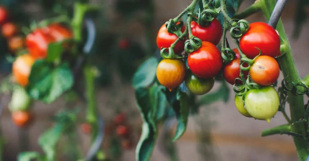 14 Bad Companion Plants for Tomatoes You Should Avoid