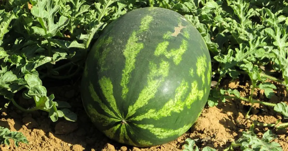 bad companion plants for watermelons