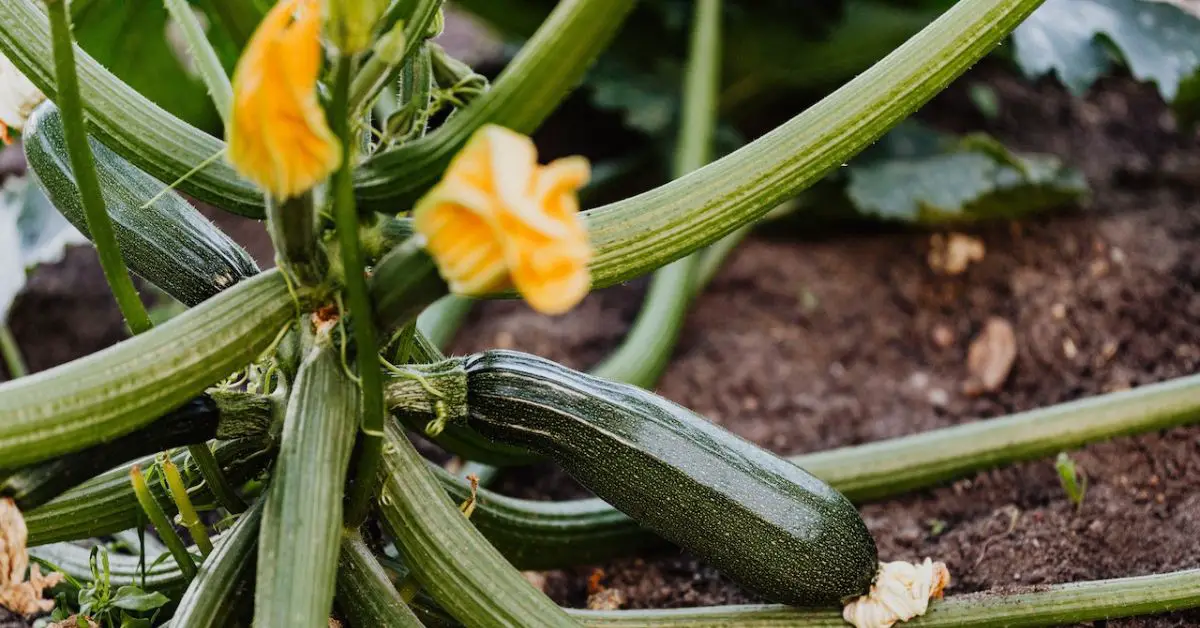 12 Plants to Never Grow With Your Zucchini Plant