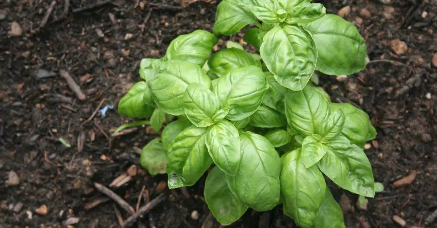 15 Best Companion Plants to Help Your Basil Grow