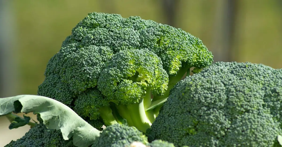 12 Common Plants That Could Damage Your Broccoli