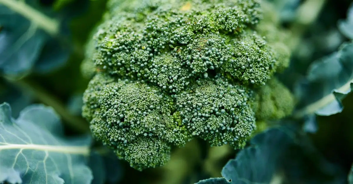 15 Best Broccoli Companion Plants for Your Garden