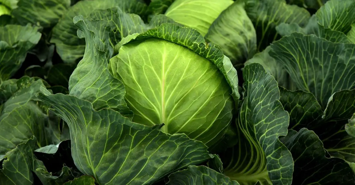 13 Plants You Should Never Grow With Cabbage