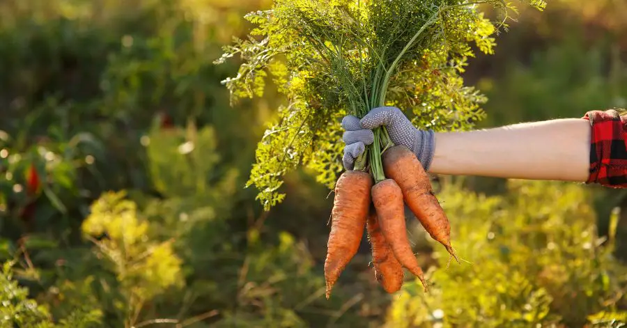 12 Companion Plants for Perfect Carrot Growth