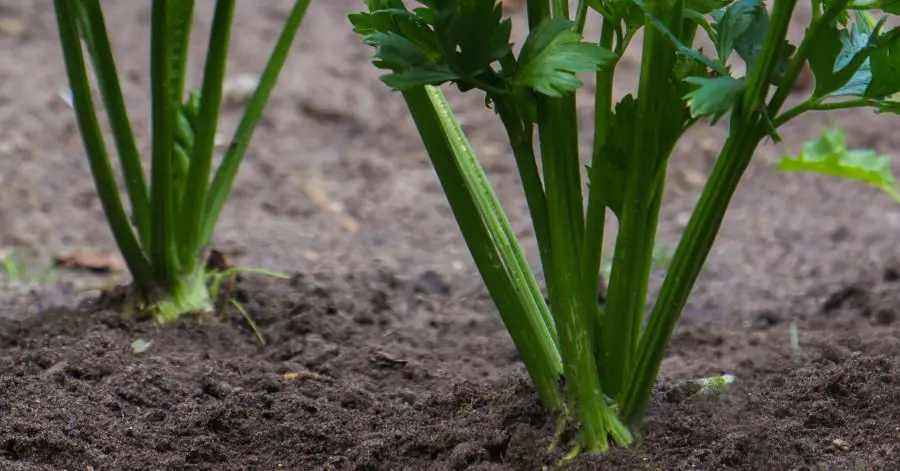 15 Bad Companion Plants for Celery I Always Avoid