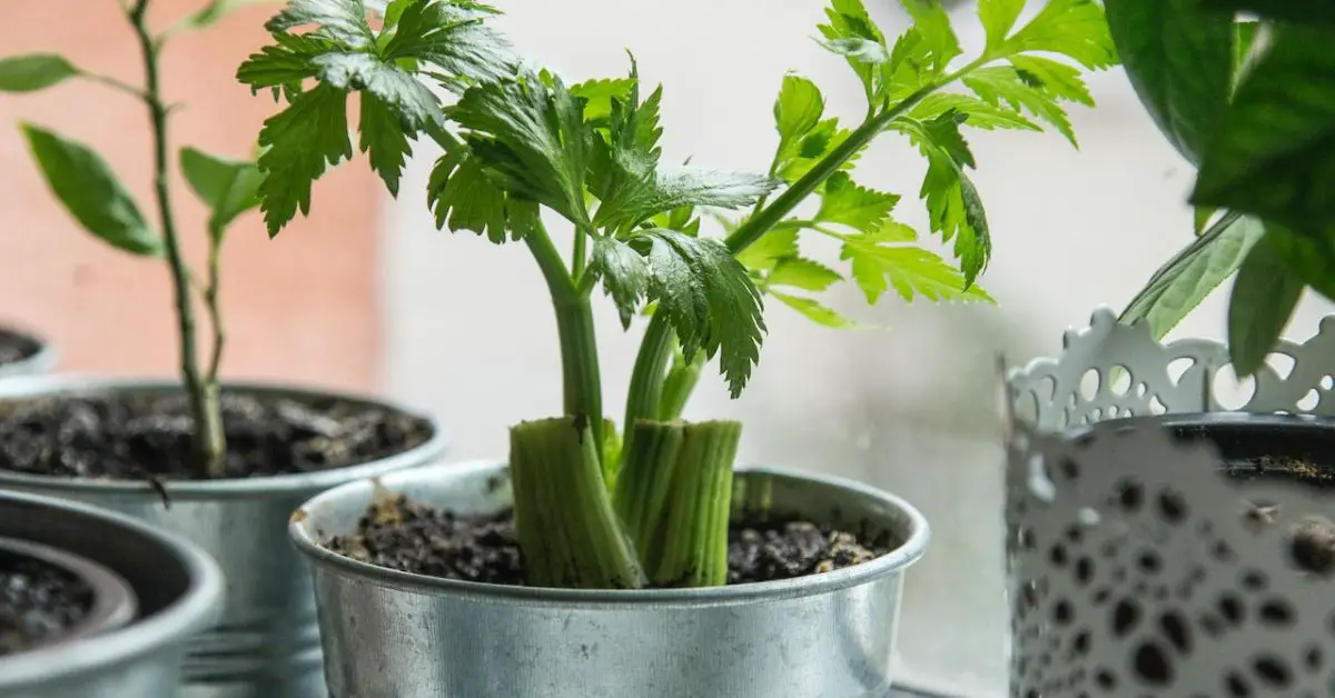 12 Best Companion Plants for Celery