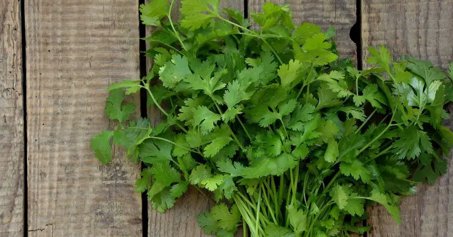 11 Plants That Could Be Damaging Your Cilantro