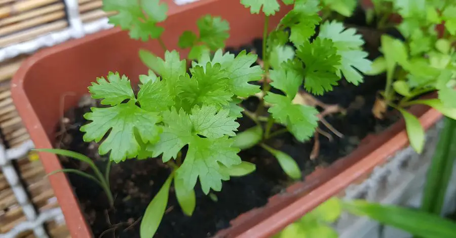 14 Best Companion Plants for Growing Cilantro