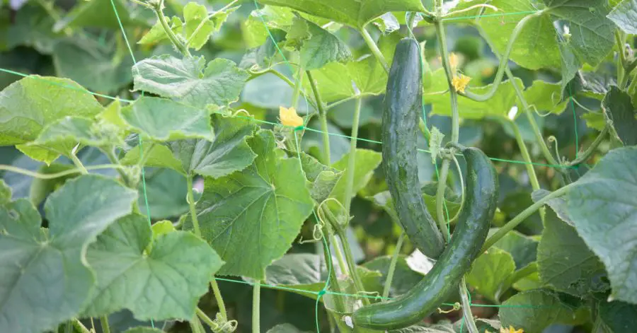 11 Best Cucumber Companion Plants to Help Them Grow