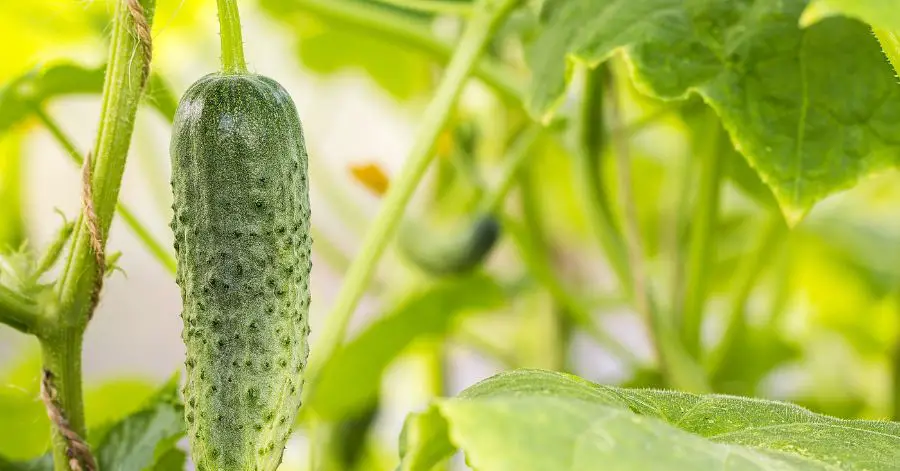 13 Plants to Never Grow With Cucumbers