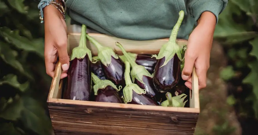 13 Plants to Never Grow With Eggplant