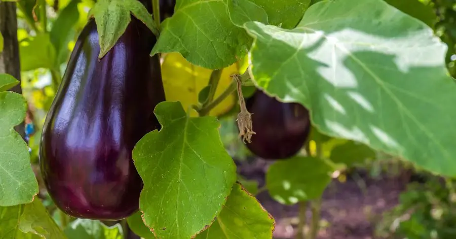 15 Best Eggplant Companion Plants for Better Growth