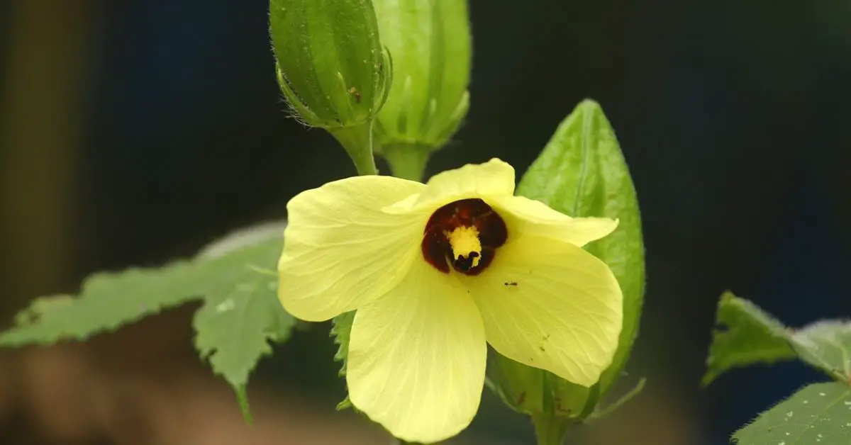 12 Plants to Never Grow With Okra