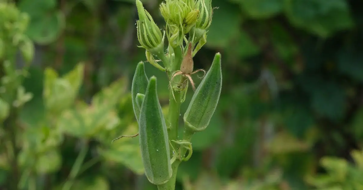 14 Best Companion Plants to Grow With Okra